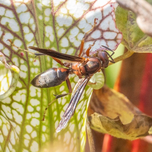 Polistes metricus (Metric Paper Wasp).jpg